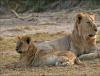 Africa Nature Animals (12)